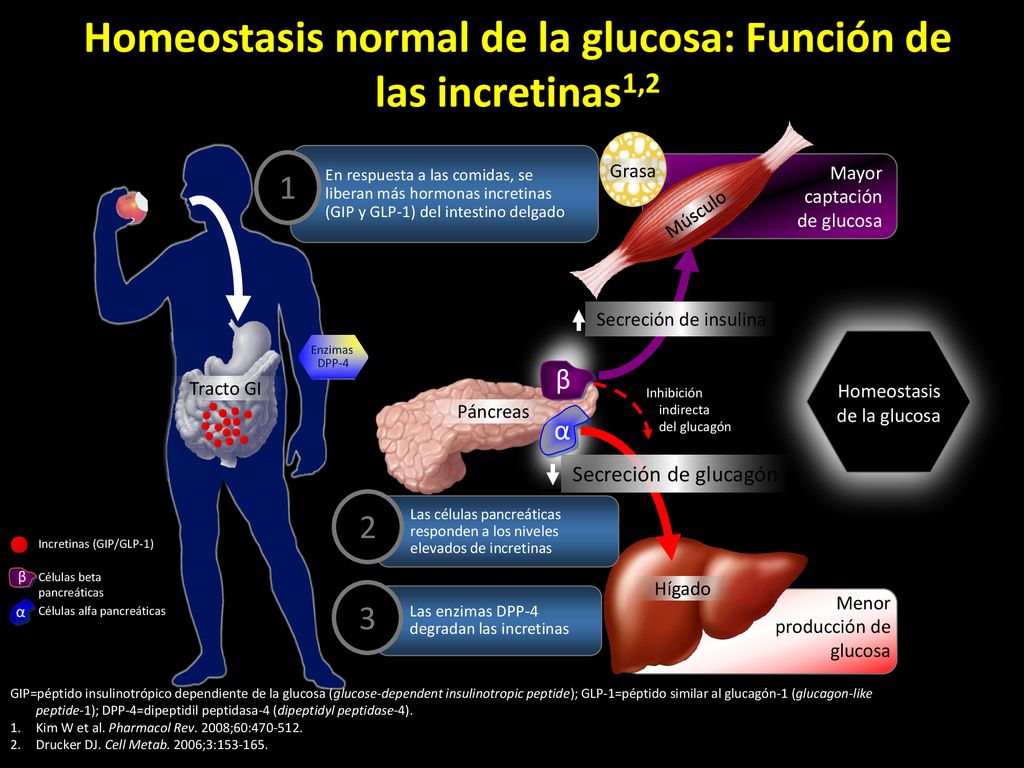 Homeostasis normal de la glucosa: Función de las incretinas1,2