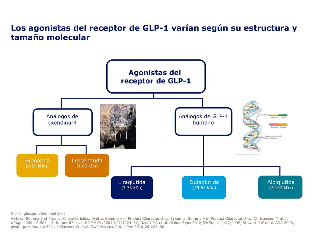 Los agonistas del receptor de GLP-1 varían según su estructura y tamaño molecular