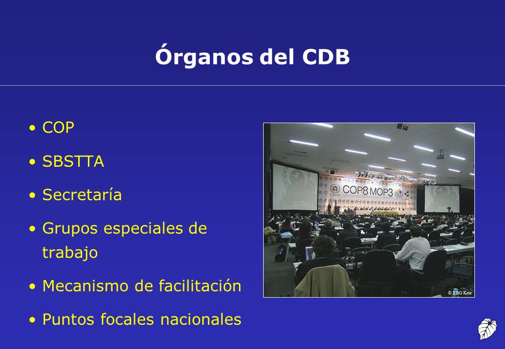 Órganos del CDB COP SBSTTA Secretaría Grupos especiales de trabajo