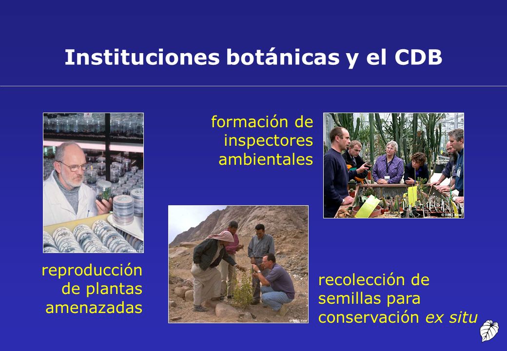 Instituciones botánicas y el CDB