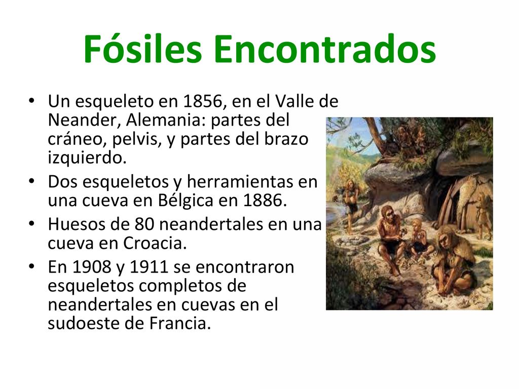 Fósiles Encontrados Un esqueleto en 1856, en el Valle de Neander, Alemania: partes del cráneo, pelvis, y partes del brazo izquierdo.