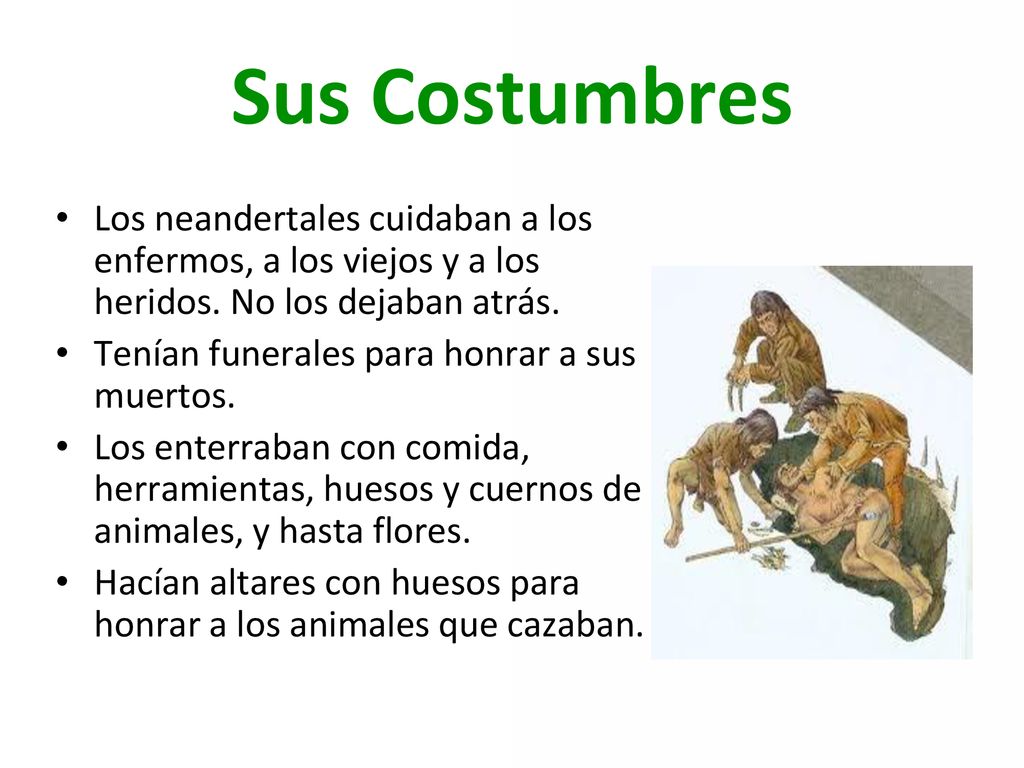 Sus Costumbres Los neandertales cuidaban a los enfermos, a los viejos y a los heridos. No los dejaban atrás.