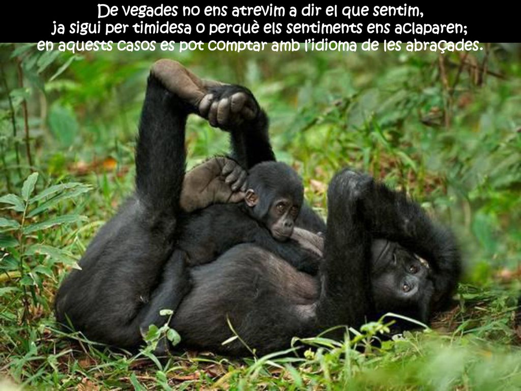 De vegades no ens atrevim a dir el que sentim,