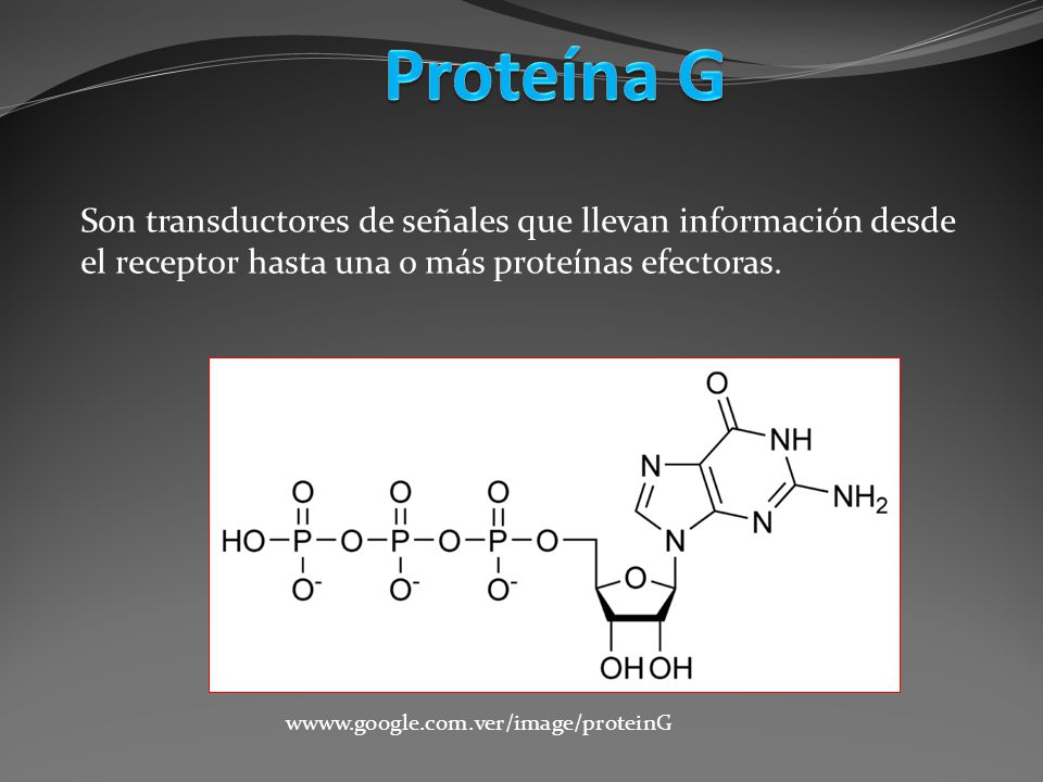 Proteína G Son transductores de señales que llevan información desde el receptor hasta una o más proteínas efectoras.