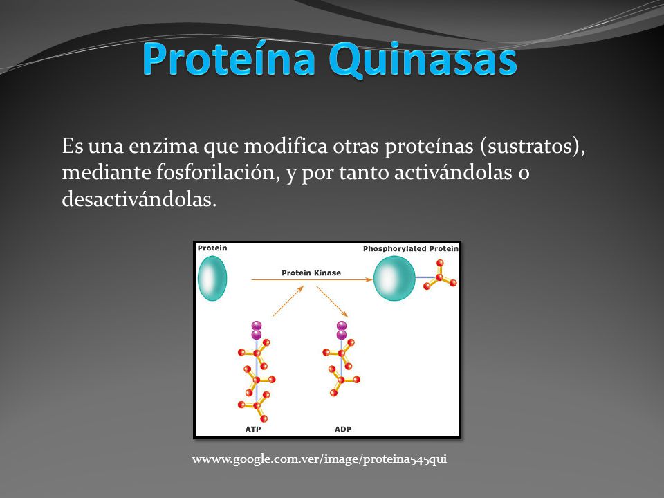 Proteína Quinasas Es una enzima que modifica otras proteínas (sustratos), mediante fosforilación, y por tanto activándolas o desactivándolas.