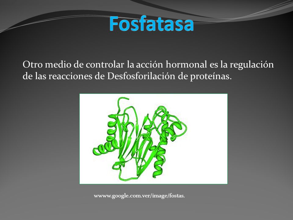 Fosfatasa Otro medio de controlar la acción hormonal es la regulación de las reacciones de Desfosforilación de proteínas.