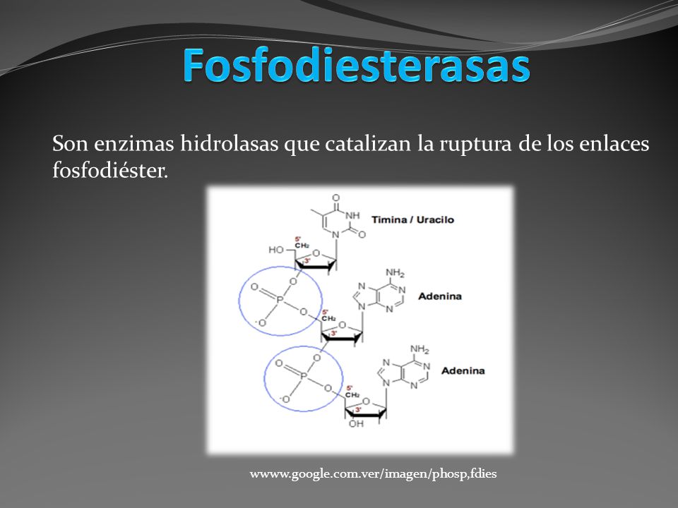 Fosfodiesterasas Son enzimas hidrolasas que catalizan la ruptura de los enlaces fosfodiéster.