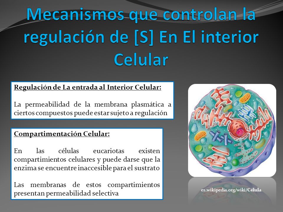 Mecanismos que controlan la regulación de [S] En El interior Celular