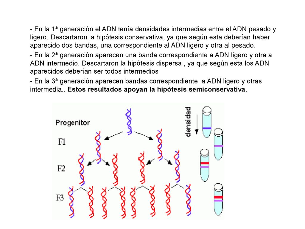 - En la 1ª generación el ADN tenía densidades intermedias entre el ADN pesado y ligero.