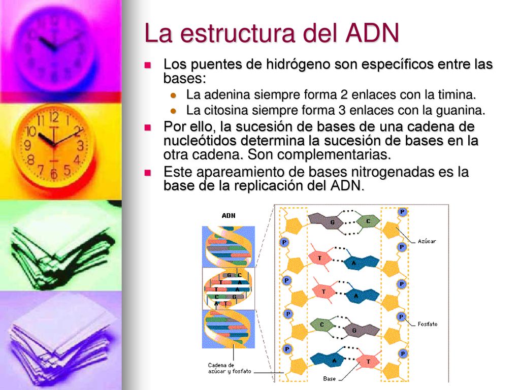 La estructura del ADN Los puentes de hidrógeno son específicos entre las bases: La adenina siempre forma 2 enlaces con la timina.