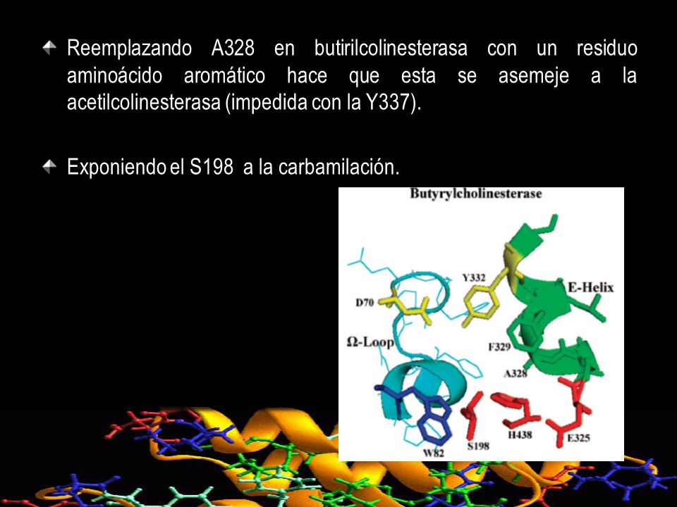 Reemplazando A328 en butirilcolinesterasa con un residuo aminoácido aromático hace que esta se asemeje a la acetilcolinesterasa (impedida con la Y337).