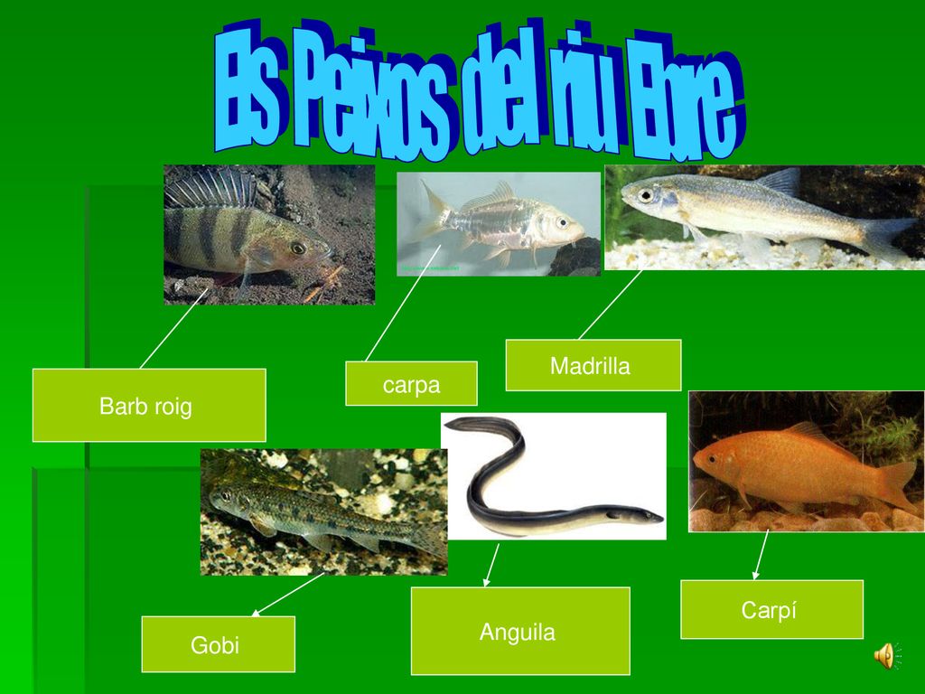 Els Peixos del riu Ebre Madrilla carpa Barb roig Carpí Anguila Gobi
