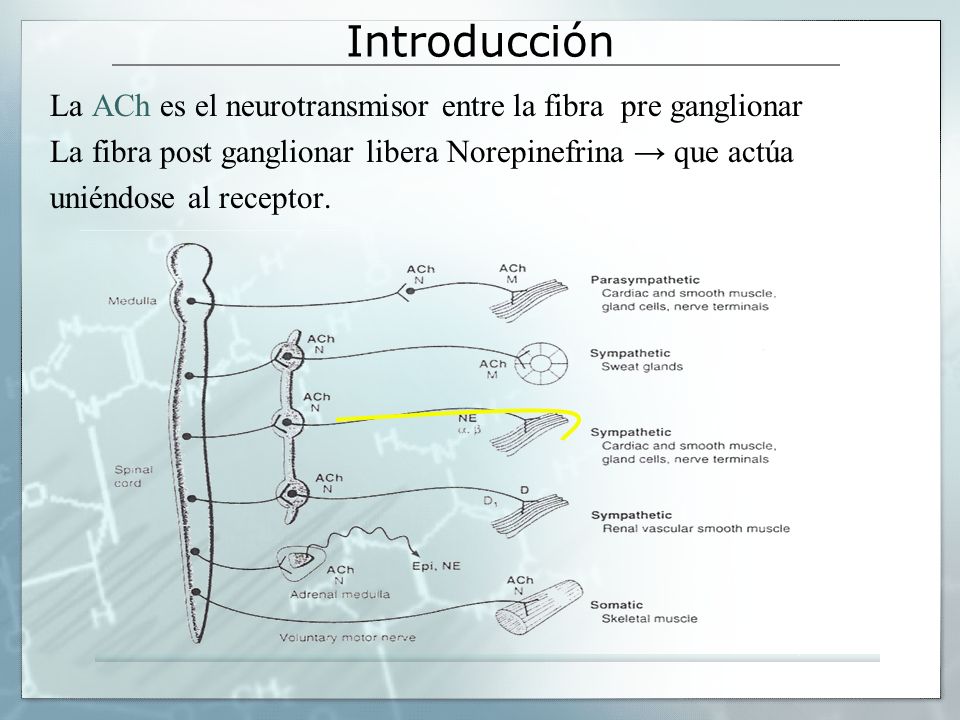 Introducción La ACh es el neurotransmisor entre la fibra pre ganglionar. La fibra post ganglionar libera Norepinefrina → que actúa.