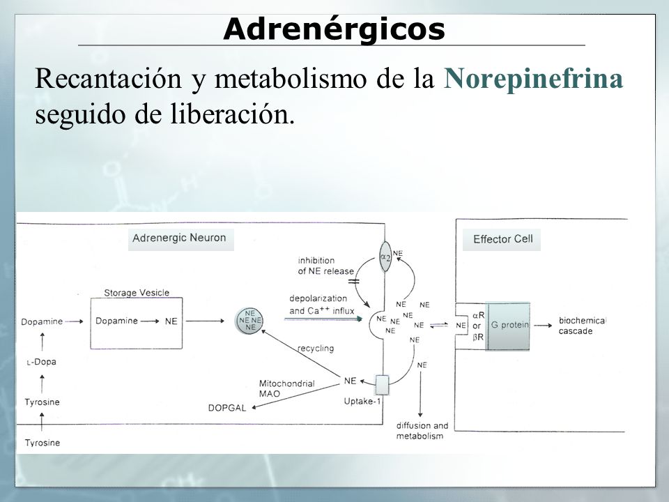 Adrenérgicos Recantación y metabolismo de la Norepinefrina seguido de liberación.