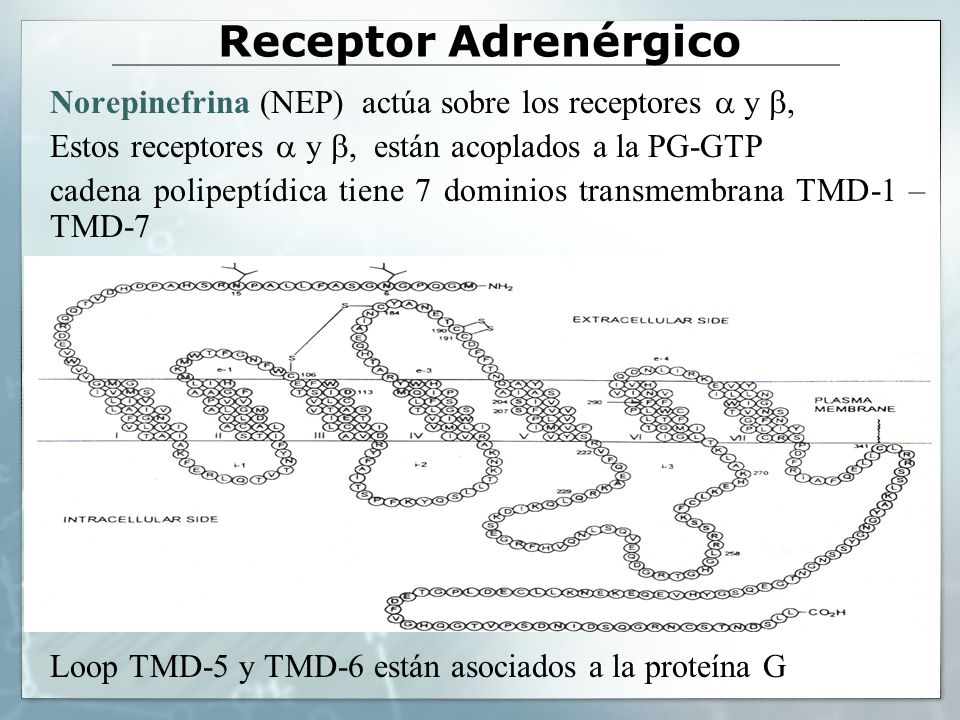Receptor Adrenérgico Norepinefrina (NEP) actúa sobre los receptores  y , Estos receptores  y , están acoplados a la PG-GTP.