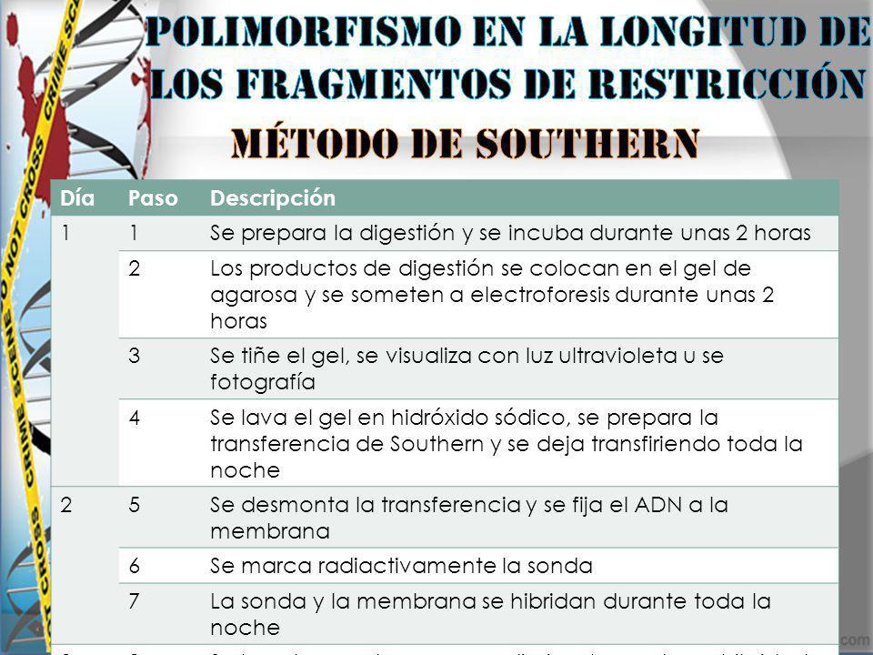 Polimorfismo en la longitud de los fragmentos de restricción