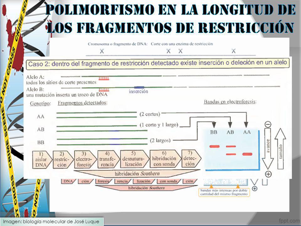 Polimorfismo en la longitud de los fragmentos de restricción