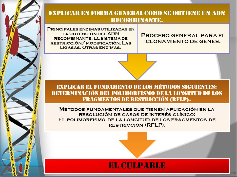 Explicar en forma general como se obtiene un ADN recombinante.