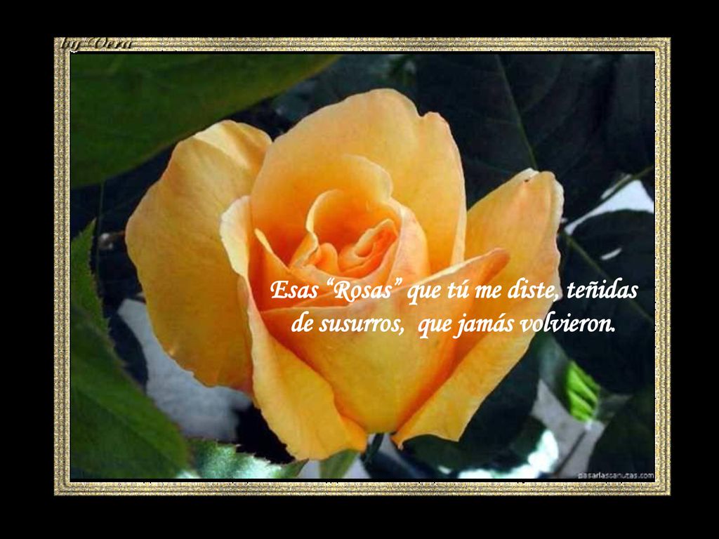 Esas Rosas que tú me diste, teñidas de susurros, que jamás volvieron.