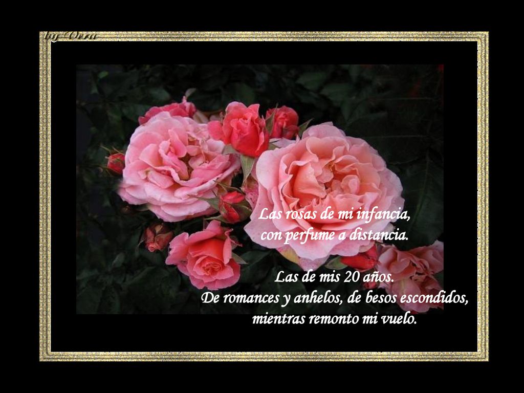 Las rosas de mi infancia, con perfume a distancia. Las de mis 20 años.