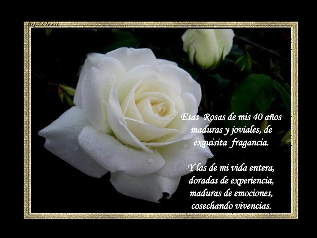 Esas Rosas de mis 40 años maduras y joviales, de exquisita fragancia.