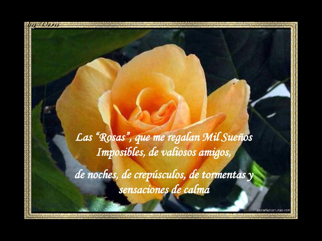 Las Rosas , que me regalan Mil Sueños Imposibles, de valiosos amigos,