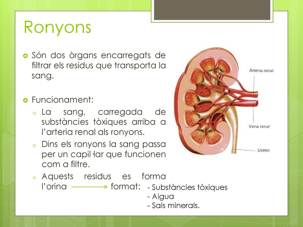 Ronyons Són dos òrgans encarregats de filtrar els residus que transporta la sang. Funcionament: