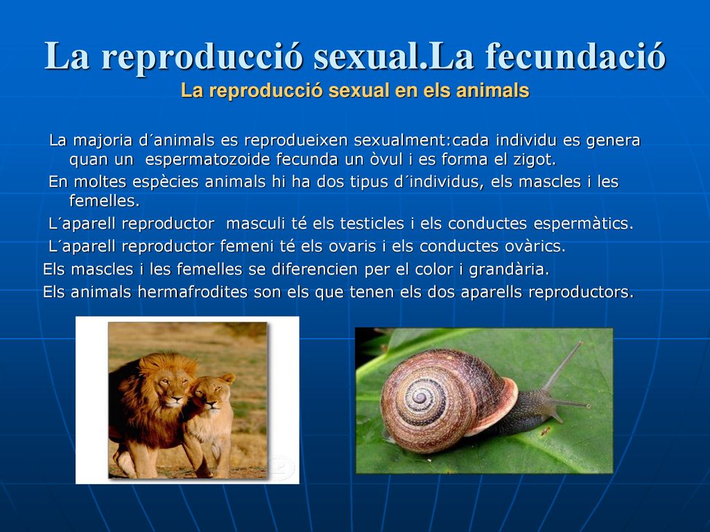 La reproducció sexual.La fecundació La reproducció sexual en els animals