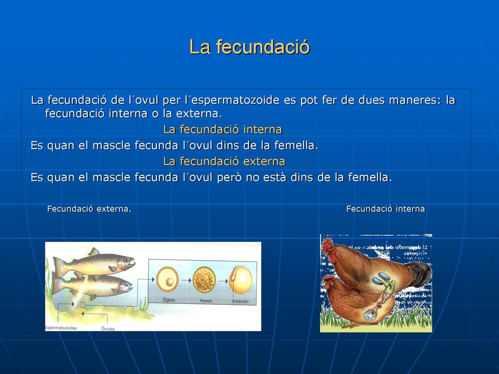 La fecundació La fecundació de l´ovul per l´espermatozoide es pot fer de dues maneres: la fecundació interna o la externa.