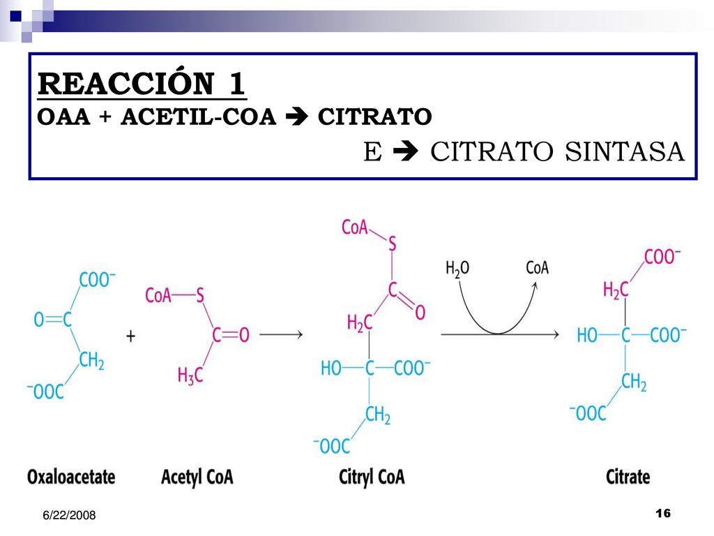 REACCIÓN 1 OAA + ACETIL-COA  CITRATO E  CITRATO SINTASA