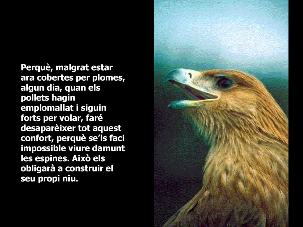 Perquè, malgrat estar ara cobertes per plomes, algun dia, quan els pollets hagin emplomallat i siguin forts per volar, faré desaparèixer tot aquest confort, perquè se’ls faci impossible viure damunt les espines.