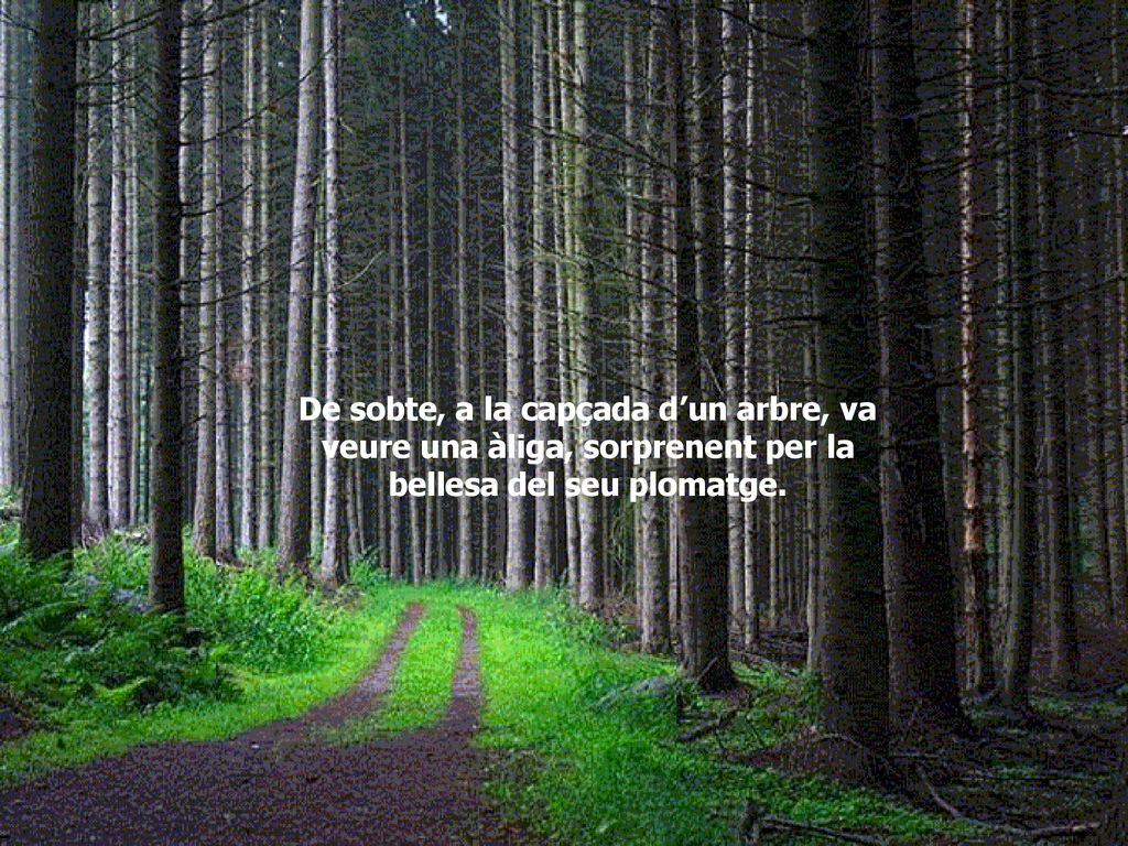 De sobte, a la capçada d’un arbre, va veure una àliga, sorprenent per la bellesa del seu plomatge.