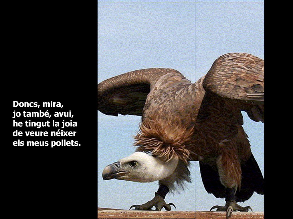 Doncs, mira, jo també, avui, he tingut la joia de veure néixer els meus pollets.