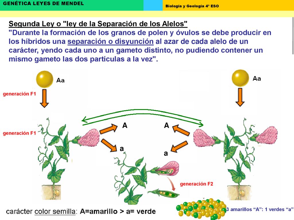 Segunda Ley o ley de la Separación de los Alelos