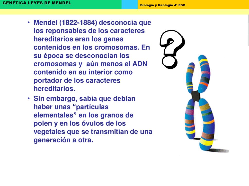 Mendel ( ) desconocía que los reponsables de los caracteres hereditarios eran los genes contenidos en los cromosomas. En su época se desconocían los cromosomas y aún menos el ADN contenido en su interior como portador de los caracteres hereditarios.