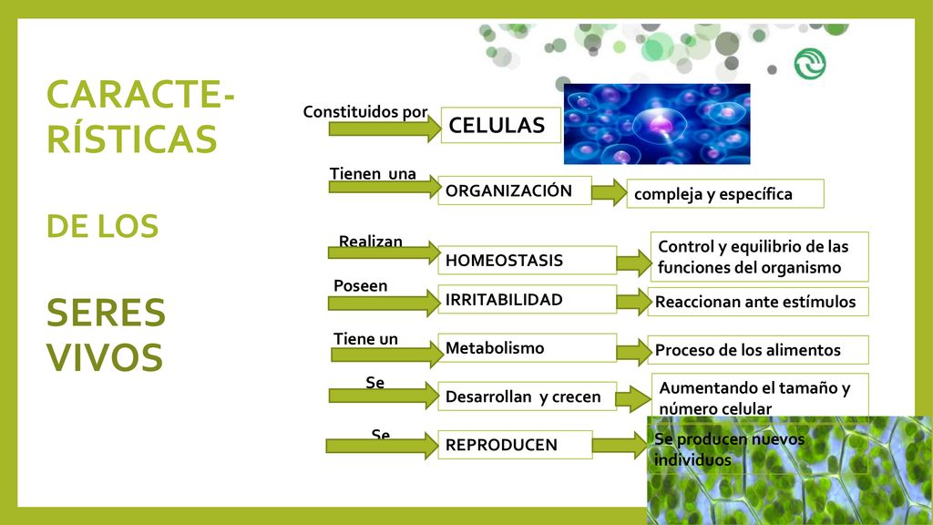 CARACTE- RÍSTICAS SERES VIVOS DE LOS CELULAS Constituidos por