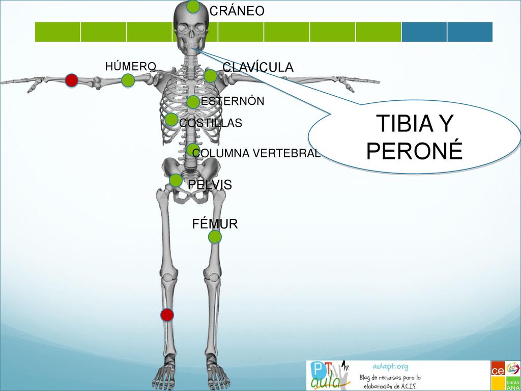 TIBIA Y PERONÉ CRÁNEO CLAVÍCULA PELVIS FÉMUR HÚMERO ESTERNÓN COSTILLAS