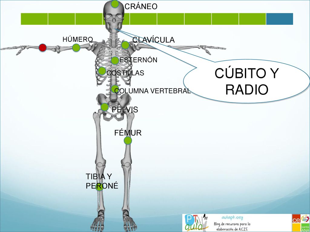 CÚBITO Y RADIO CRÁNEO CLAVÍCULA PELVIS FÉMUR TIBIA Y PERONÉ HÚMERO