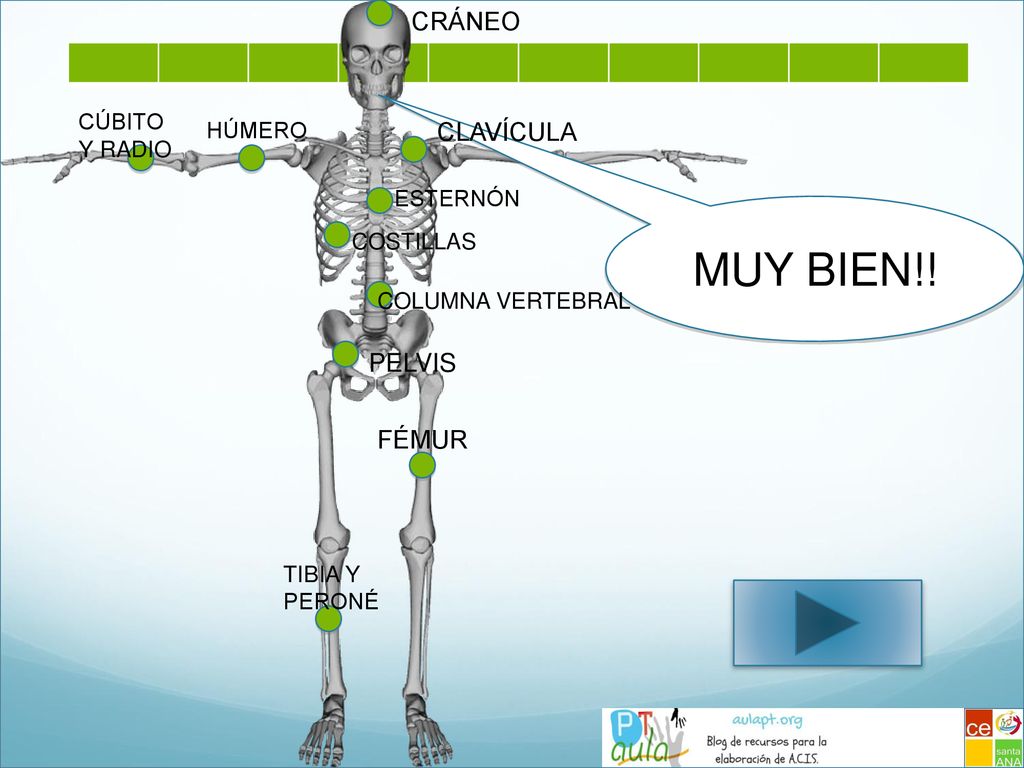MUY BIEN!! CRÁNEO CLAVÍCULA PELVIS FÉMUR CÚBITO HÚMERO Y RADIO