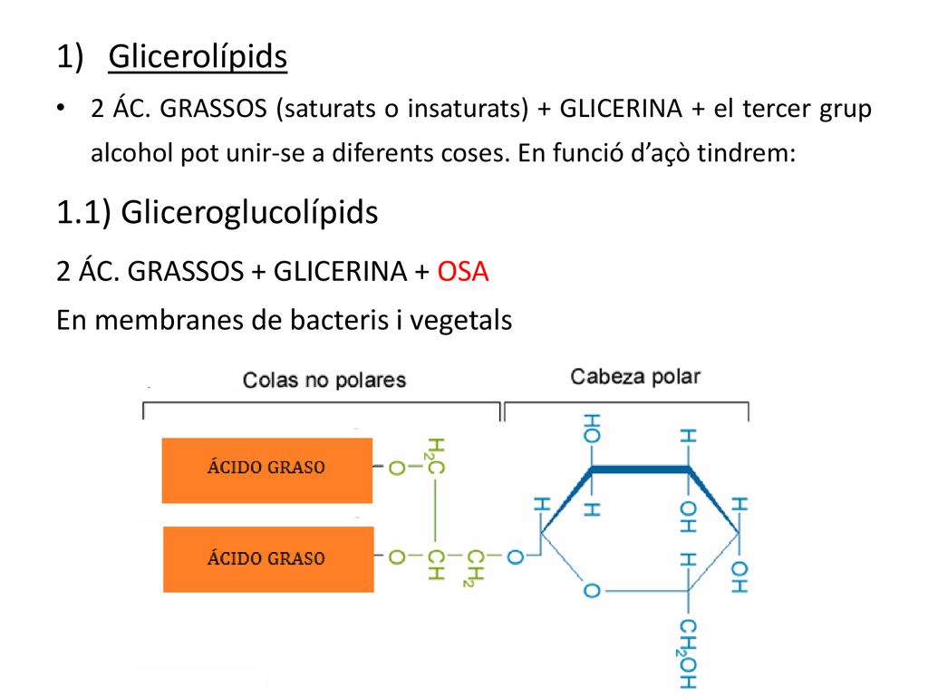 Glicerolípids 1.1) Gliceroglucolípids 2 ÁC. GRASSOS + GLICERINA + OSA