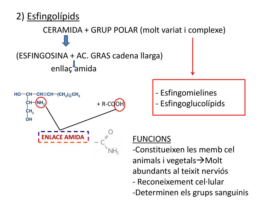 2) Esfingolípids CERAMIDA + GRUP POLAR (molt variat i complexe)