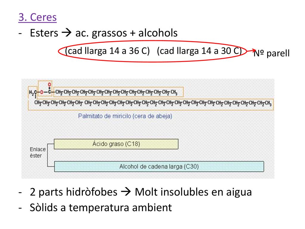 (cad llarga 14 a 36 C) (cad llarga 14 a 30 C)