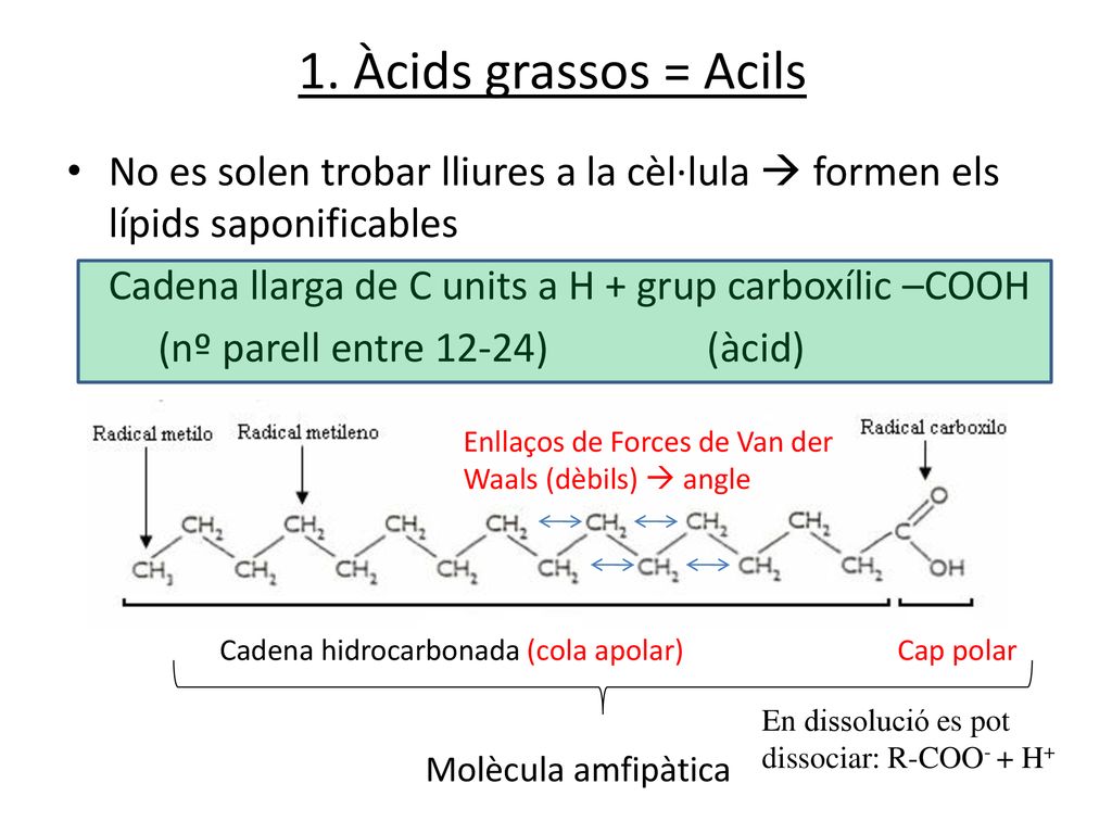 1. Àcids grassos = Acils No es solen trobar lliures a la cèl·lula  formen els lípids saponificables.