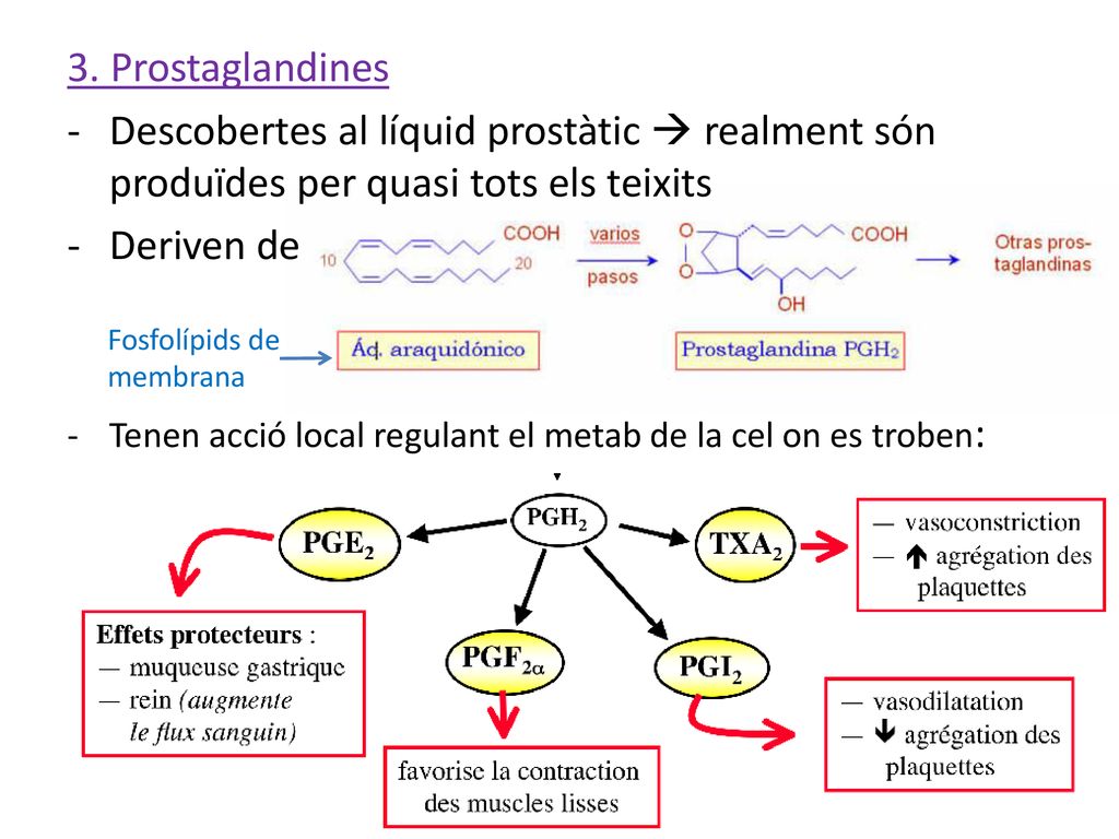 3. Prostaglandines Descobertes al líquid prostàtic  realment són produïdes per quasi tots els teixits.