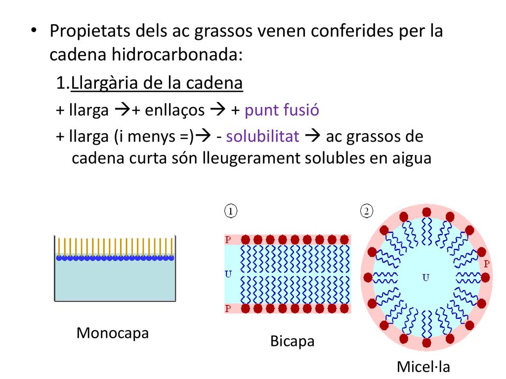 Propietats dels ac grassos venen conferides per la cadena hidrocarbonada: