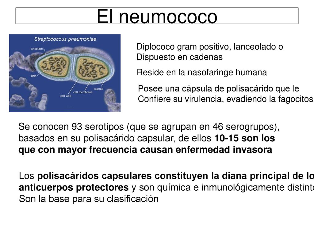 El neumococo Diplococo gram positivo, lanceolado o. Dispuesto en cadenas. Reside en la nasofaringe humana.