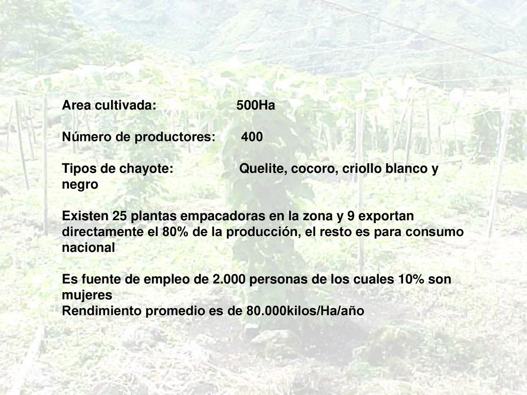 Area cultivada: 500Ha Número de productores: 400.