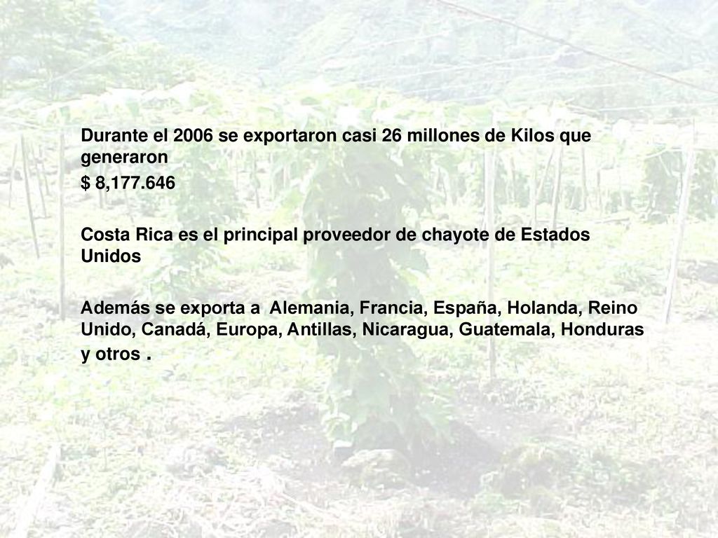 Durante el 2006 se exportaron casi 26 millones de Kilos que generaron