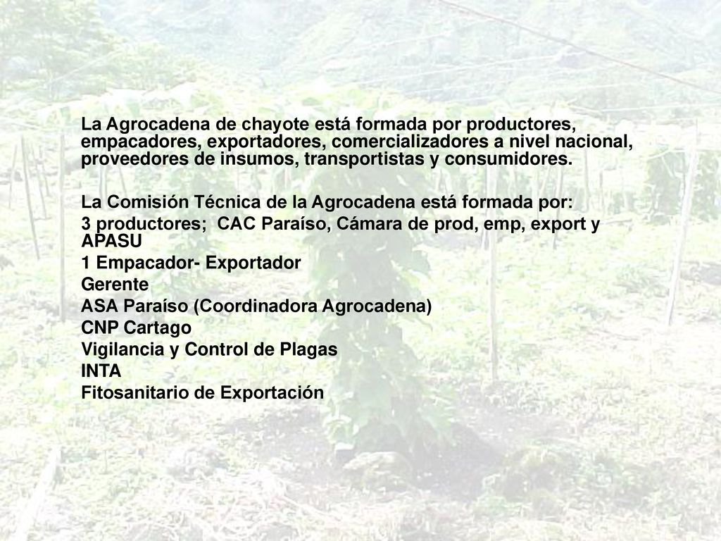 La Agrocadena de chayote está formada por productores, empacadores, exportadores, comercializadores a nivel nacional, proveedores de insumos, transportistas y consumidores.