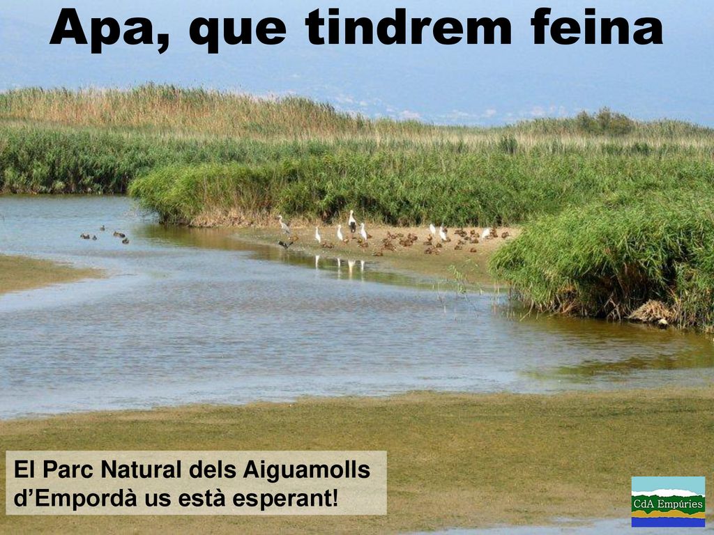 Apa, que tindrem feina El Parc Natural dels Aiguamolls d’Empordà us està esperant!